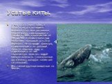 Усатые киты. У них отсутствуют зубы, а полость их рта оснащена особыми упругими роговыми пластинками, свисающими с твёрдого нёба в количестве от 180 до 400 и известными под названием «китовый ус». Они образуют нечто вроде фильтра, отцеживающего из ротовой полости лишнюю воду и отделяющего от неё зах