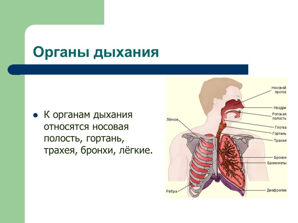 Легкие доклад 3 класс. Строение органов дыхания носовая полость. Органы дыхания человека носовая полость. Что относится к дыхательной системе. Органы дыхания для презентации.