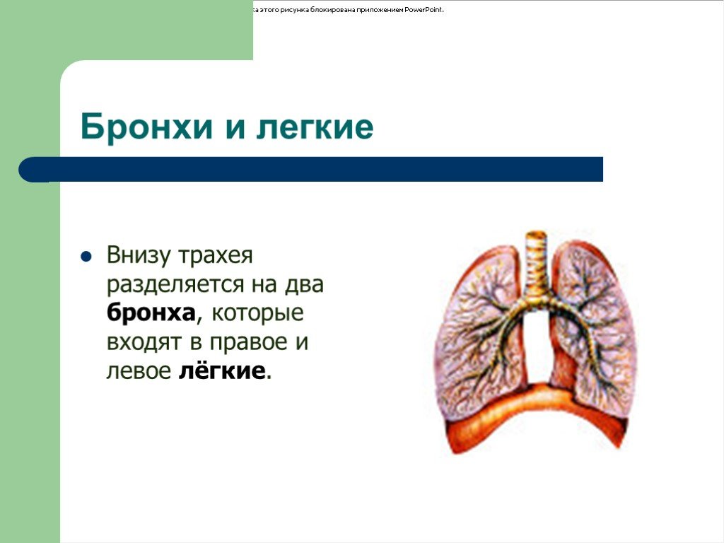 Легкие человека презентация. Лёгкие органы дыхания. Сообщение о легких. Легкие человека доклад для детей.