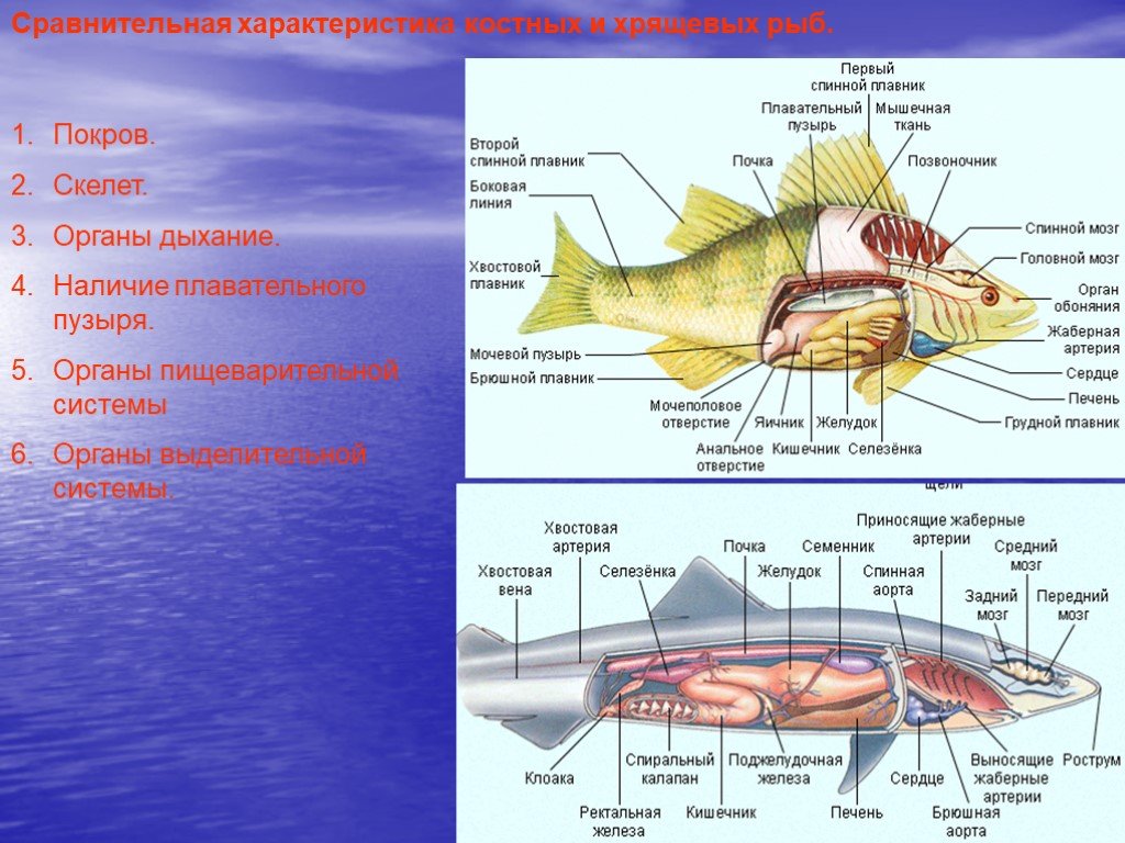 Рот хрящевые рыбы костные рыбы. Строение костных рыб и хрящевых рыб. Внутреннее строение хрящевых рыб. Хрящевые рыбы системы органов. Внутреннее строение хрящевых и костных рыб.