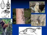 биология зверей и птиц Слайд: 3