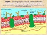 Мембраны- это липопротеиновые структуры. Толщина плазматической мембраны составляет 10нм. Для строения мембран характерна жидкостно-мозаичная модель. Липиды в мембране образуют двойной слой, а белки пронизывают всю ее толщу, погружены на разную глубину, или располагаются на внешней и внутренней мемб
