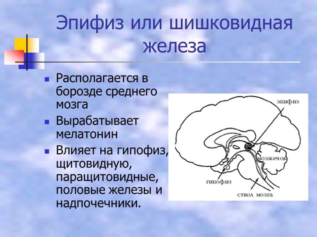 Гипофиз в каком мозге. Гипофиз головного мозга и шишковидная железа. Функция эпифиза в головном мозге. Шишковидная железа анатомия человека. Гипофиз и эпифиз головного мозга.