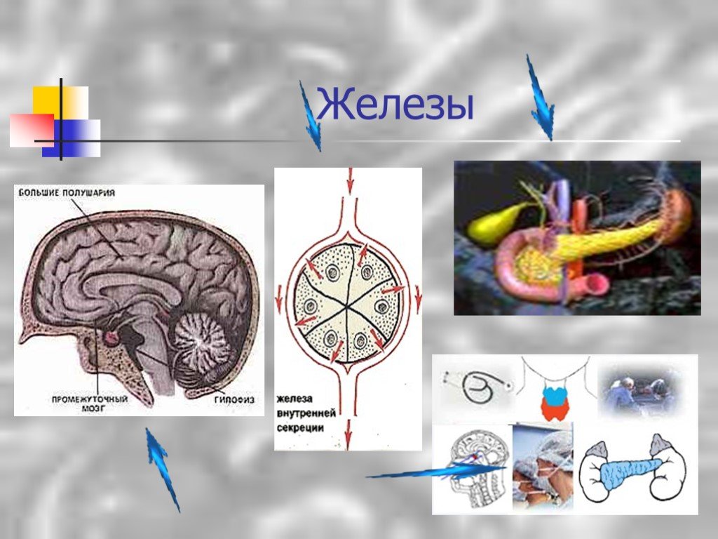 Тест железы внутренней секреции 8 класс. Неврогенные железы внутренней секреции промежуточного мозга.