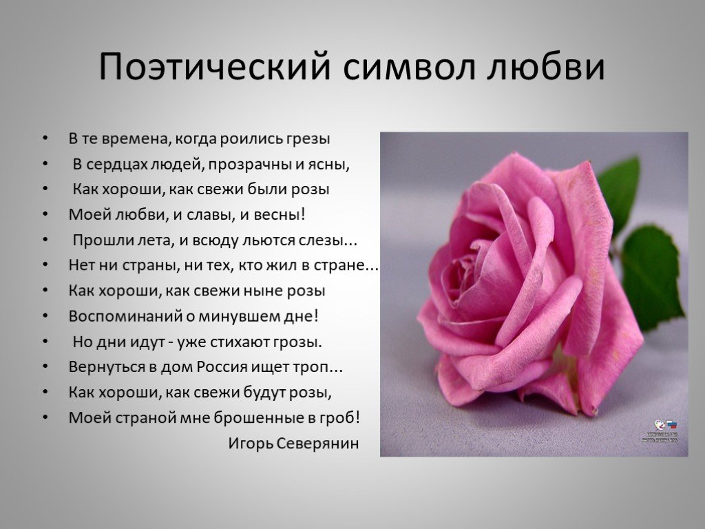 Стихи про розовые. Цитаты про розы. Символы любви в литературе. Красивые фразы про розы. Цитаты про розы и любовь.