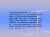 Европейские математики XII—XVI вв. часто называли синус sinus rectus (прямой синус), а радиус тригонометрической окружности sinus totus, т.е. весь (полный) синус. Слово «косинус» — это сокращение латинского выра­жения complementy sinus, т.е. «дополнительный синус» или, иначе, «синус дополнительной д