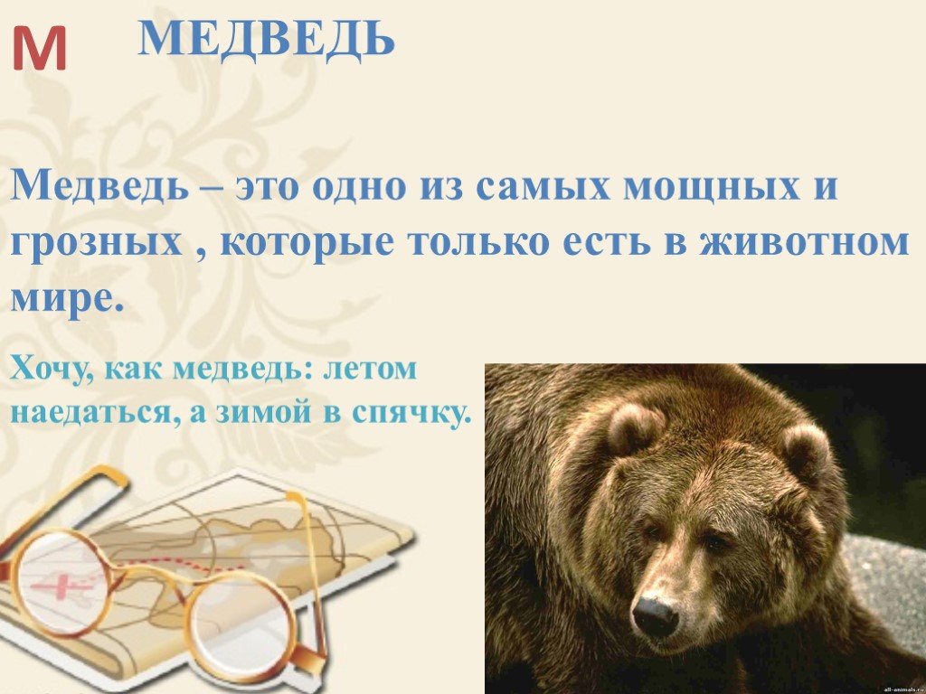 Медведь годы жизни