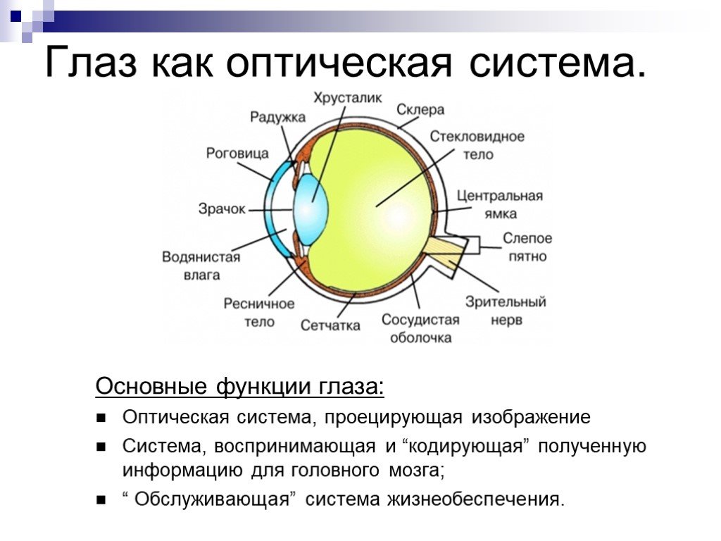 К оптической системе глаза относятся хрусталик