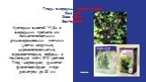 Плоды смородины чёрной - Fructus Ribis nigri Ribes nigrum Saxifragaceae. Кустарник высотой 1-1,5м с очередными тройчато или пальчато-лопастными длинночерешковыми листьями .Цветки некрупные, ширококолокольчатые, сиреневато-серые, собраны в поникающие кисти 5-10 цветков. Плод - шаровидная, душистая фи