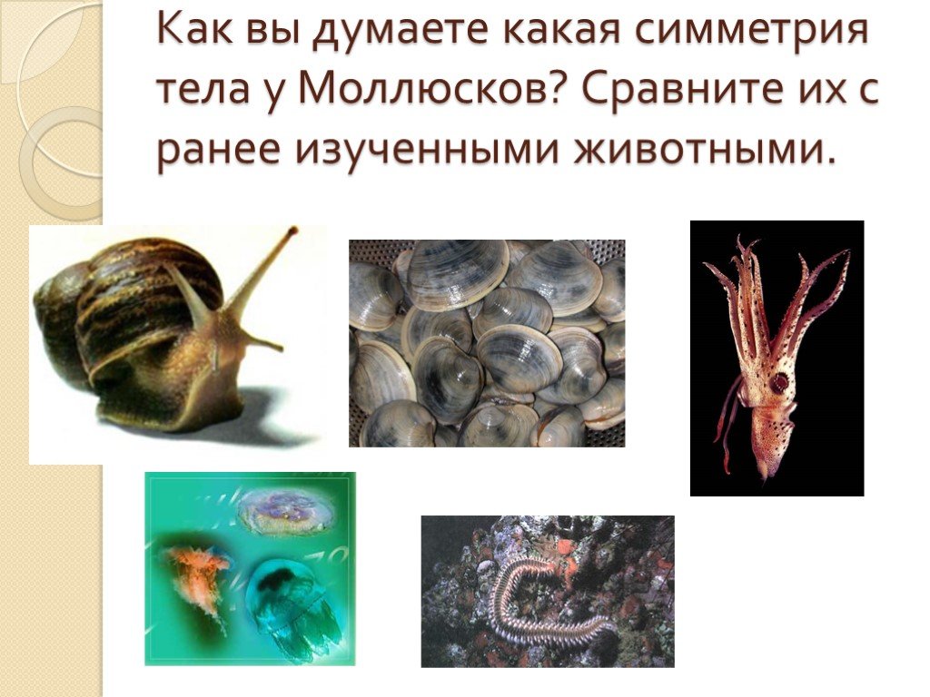 Лучевая симметрия моллюсков. Симметрия моллюсков. Симметрия тела моллюсков. Тип симметрии тела у моллюсков. Симметрия брюхоногих.