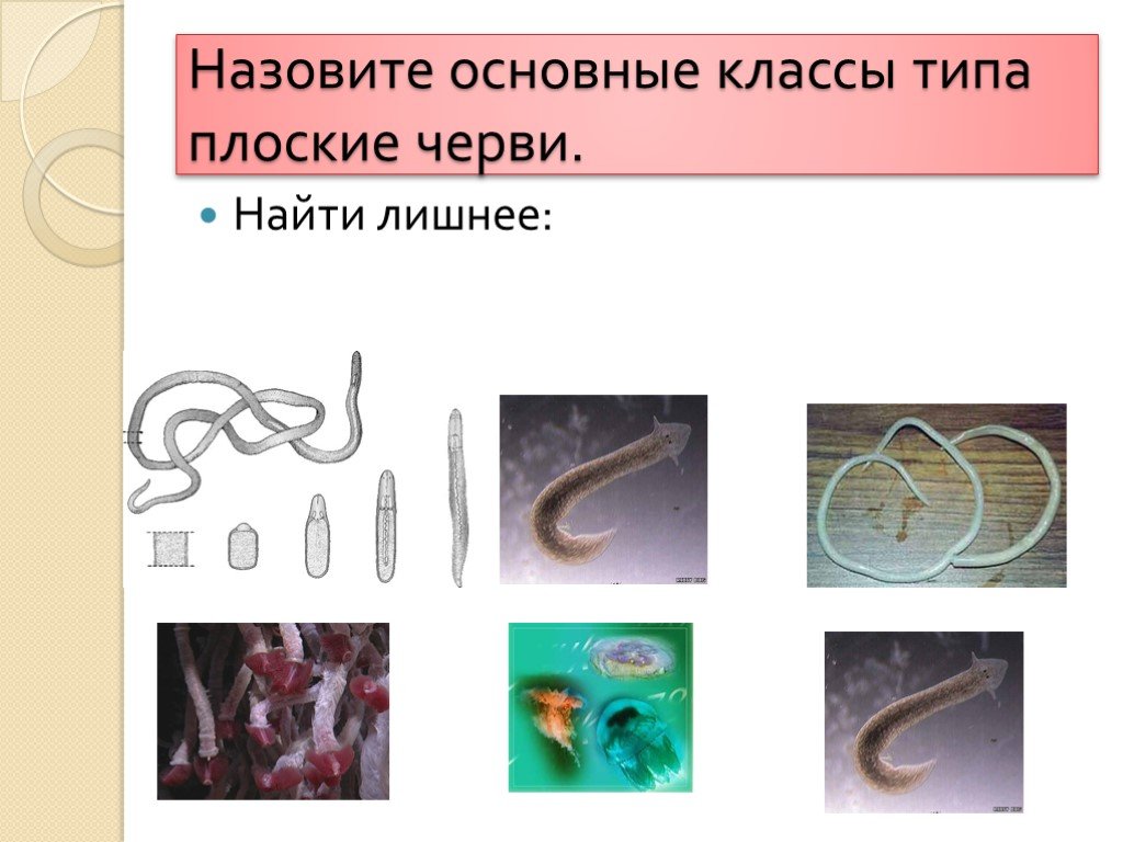 Контрольная работа биология черви