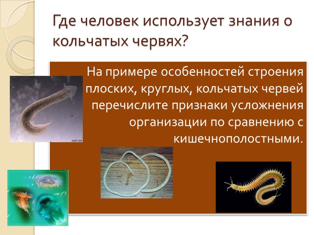 Кольчатые черви примеры животных названия. Кольчатые черви. Плоские круглые и кольчатые черви. Плоские и круглые черви. Плоские черви круглые черви кольчатые черви.