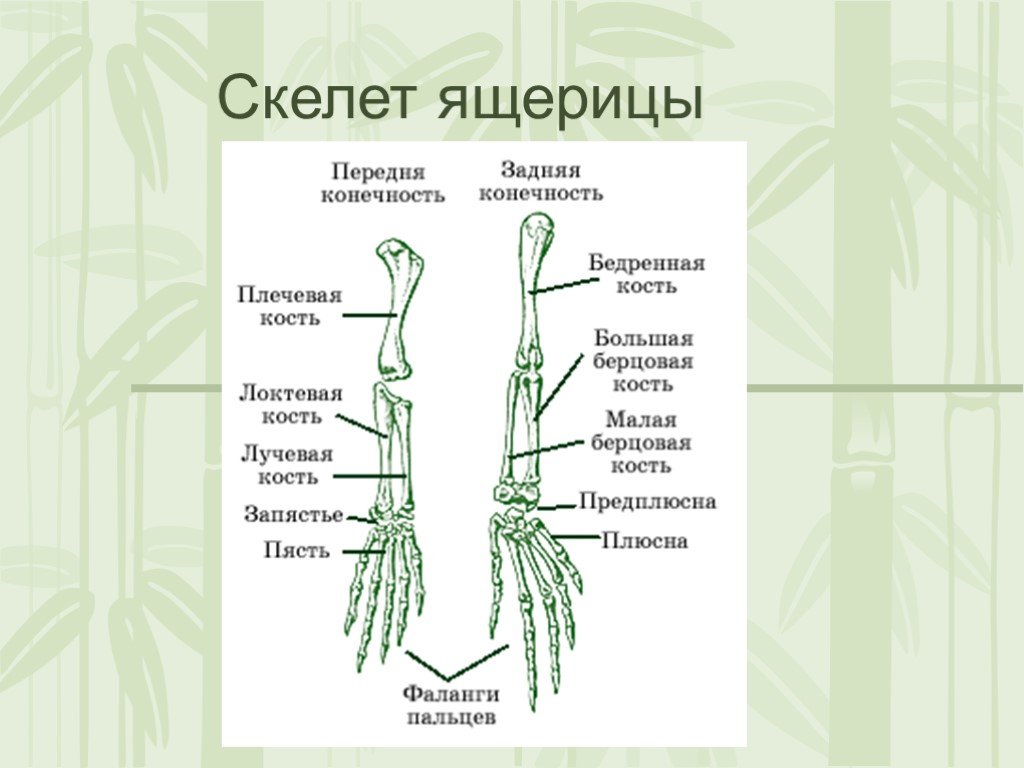Конечности пресмыкающих. Скелет передних конечностей рептилий. Скелет передних конечностей у пресмыкающихся. Скелет пояса верхних конечностей: пресмыкающие. Скелет пояса верхних конечностей у пресмыкающихся.