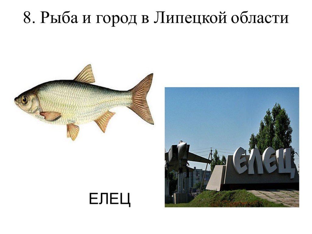 Город рыба 6. И рыба и город в Липецкой области. Елец город рыба. Рыба город. Рыба восьмеркой.