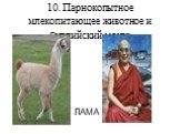 10. Парнокопытное млекопитающее животное и буддийский монах. ЛАМА