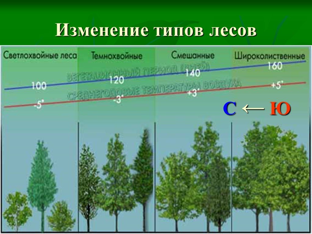 Какие виды лесов существуют. Типы широколиственных лесов. Типы лесов в России. Типы лесов смешанные. Вегетационный период хвойных деревьев.
