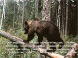 Бурый медведь – хищное млекопитающее. Лесное животное, живущее главным образом в сплошных лесных массивах. Самые крупные – на Камчатке и в Приморском крае. Отдельные особи весят более 750 кг.