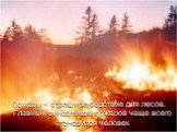 Пожары – страшное бедствие для лесов. Главным виновником пожаров чаще всего становится человек