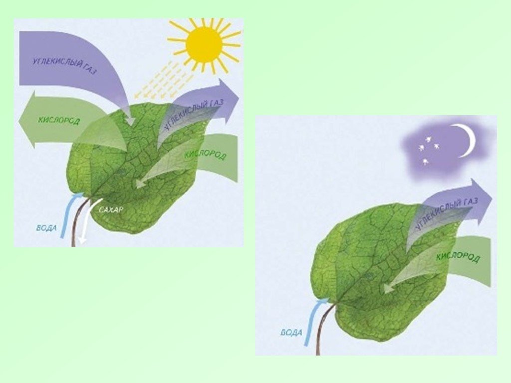 1 фотосинтез происходит в органах растения. Воздушное питание фотосинтез. Фотосинтез растений схема 6 класс. Ajnjcbyntp 6 rkfc ,bjkjubz. Растения биология фотосинтез.