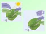 Воздушное питание растений - фотосинтез Слайд: 3