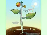 Воздушное питание растений - фотосинтез Слайд: 4