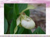 Путешествие по царству цветов Орхидеи Амурской области Слайд: 13