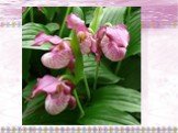 Путешествие по царству цветов Орхидеи Амурской области Слайд: 14