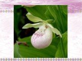 Путешествие по царству цветов Орхидеи Амурской области Слайд: 15
