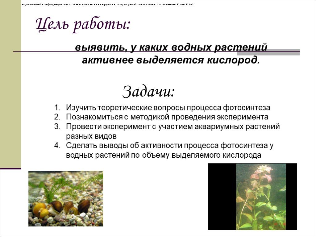 Задания по теме фотосинтез 6 класс. Фотосинтез аквариумных растений. Презентация по биологии по теме фотосинтез 6 класс. Доклад по биологии 6 класс на тему фотосинтез. Гидрофиты.