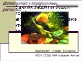 Фотосинтез у аквариумных растений. Выполнил: ученик 6 класса МОУ СОШ №4 Бояркин Антон
