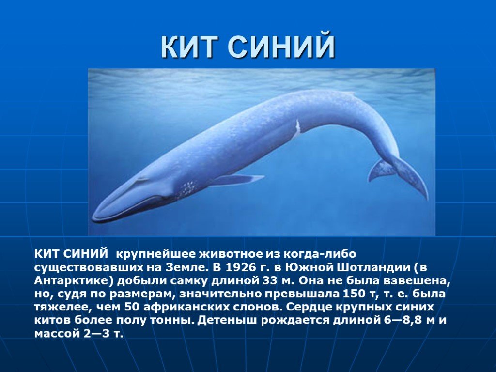 Рассказ про синего. Синий кит рассказ. Рассказ про кита. Презентация на тему синий кит. Синий кит доклад.