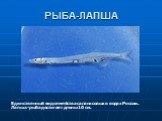 РЫБА-ЛАПША. Единственный вид семейства саланксовых в водах России. Лапша-рыба достигает длины 10 см.
