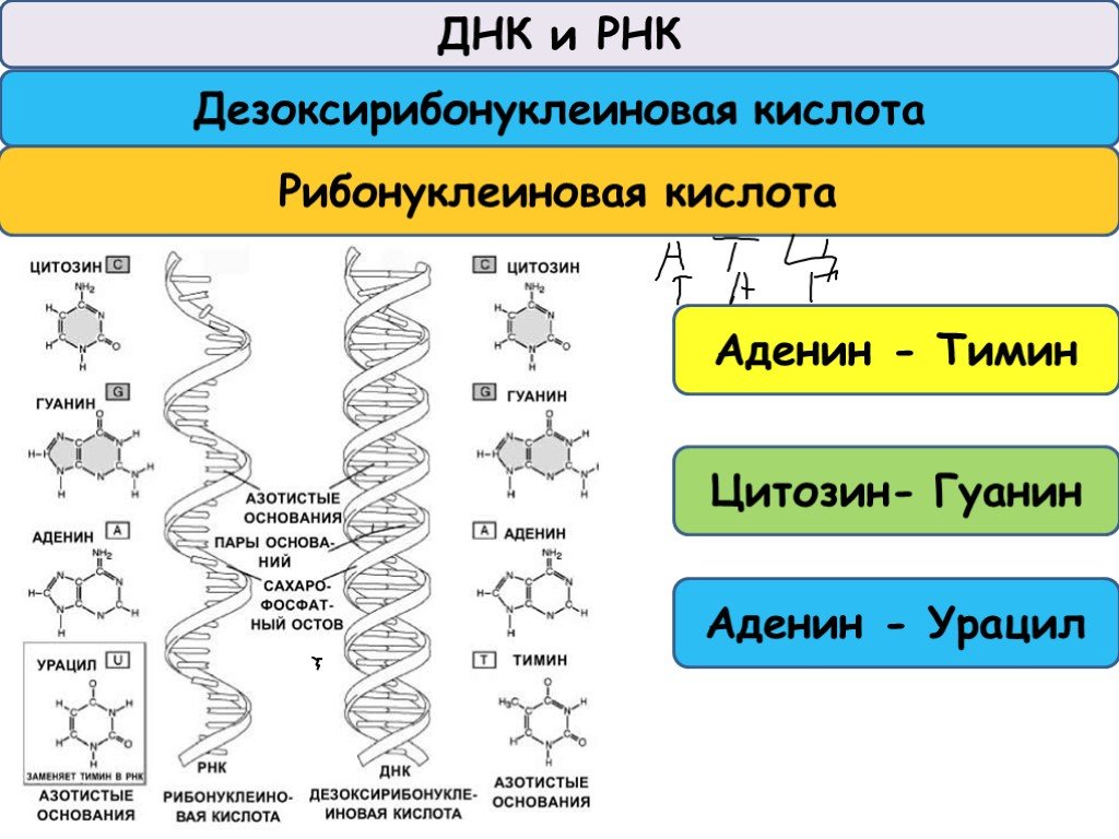 Рнк аденин гуанин. Цепочка урацил гуанин цитозин Тимин. ДНК И РНК аденин Тимин гуанин цитозин урацил. Строение РНК аденин. ДНК аденин гуанин цитозин Тимин.