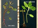 Главный корень развивается из зародышевого корешка. У двудольных и голосеменных растений от главного корня отходят боковые корни. В результате формируется стержневая корневая система.