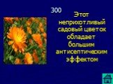 Этот неприхотливый садовый цветок обладает большим антисептическим эффектом. 300