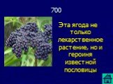 Эта ягода не только лекарственное растение, но и героиня известной пословицы. 700