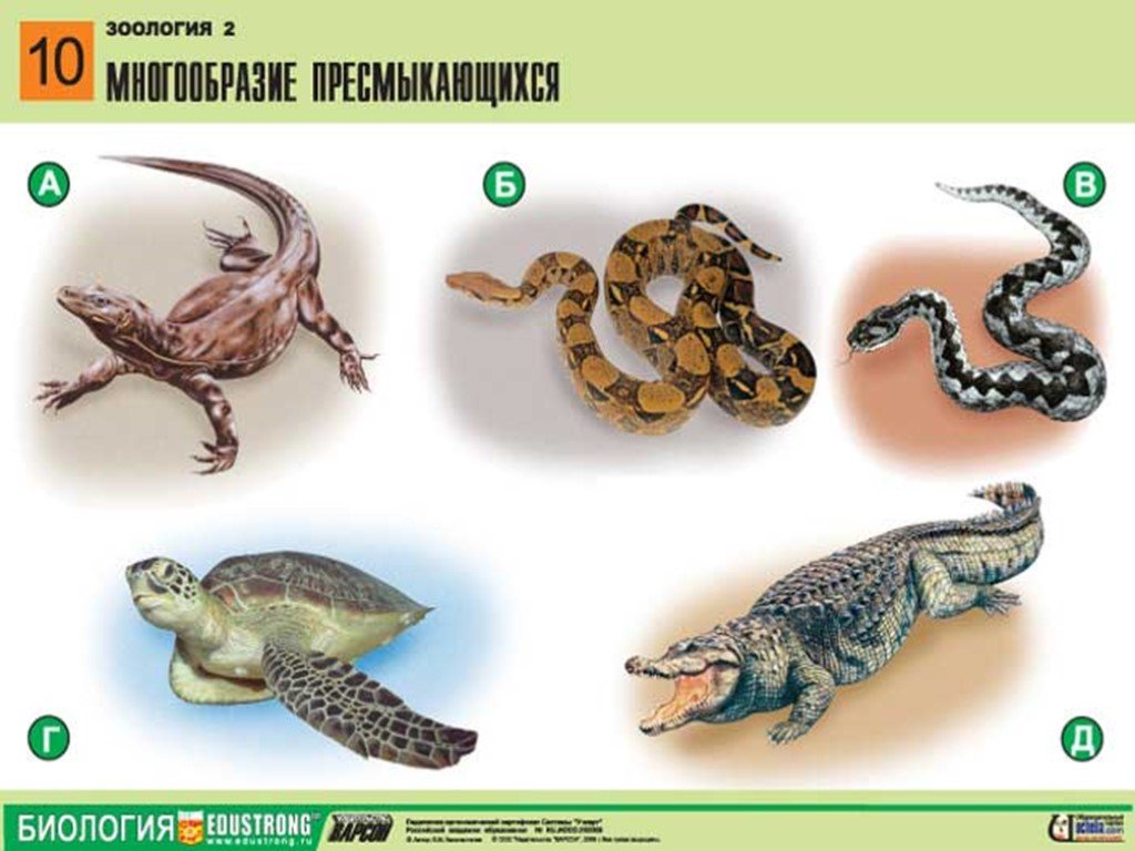 Биология 8 класс тема пресмыкающиеся. Разнообразие рептилий. Разнообразие пресмыкающихся. Класс рептилии разнообразие. Класс пресмыкающиеся многообразие.