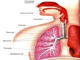 Дыхательная система человека Слайд: 6