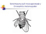 Билатеральный гинандроморф у Drosophila melanogaster