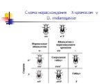 Схема нерасхождения Х-хромосом у D. melanogaster