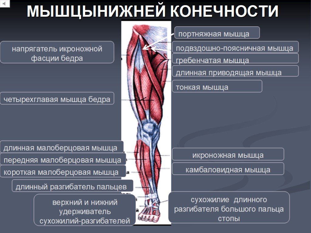 Функция каждой мышцы. Мышцы нижних конечностей анатомия функции. Основные мышцы нижней конечности анатомия. Функции мышц верхних и нижних конечностей. Портняжная мышца иннервация.