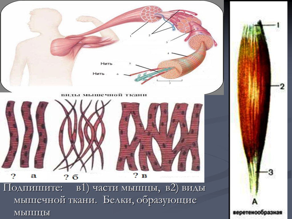 Ткани образующие мышцы. Структуры образующие мышцы. Подписать разновидности мышц. Виды мышц подписанные. Подпишите виды мышц.