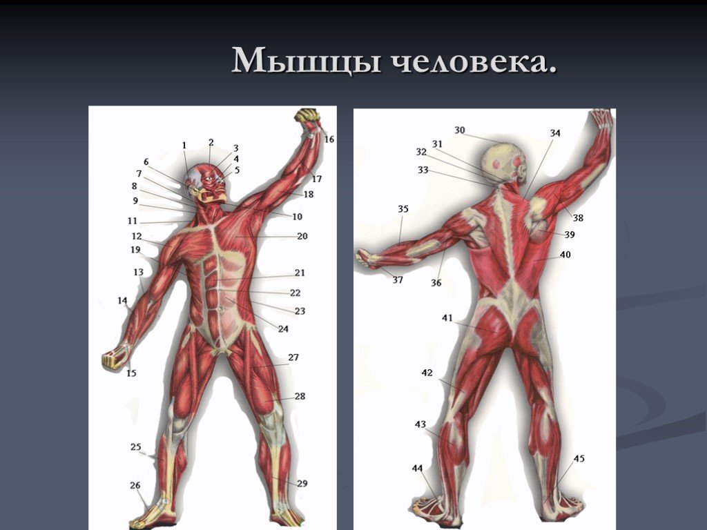 Мышцы человека презентация 8 класс