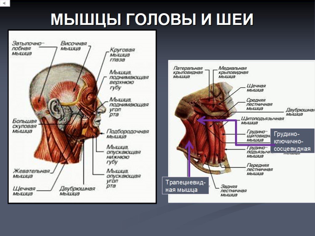 Мышцы тела биология 8 класс. Мышцы головы и шеи и их функции. Мышцы головы и шеи анатомия. Основные мышцы головы и шеи. Анатомия мышц головы и шеи человека.