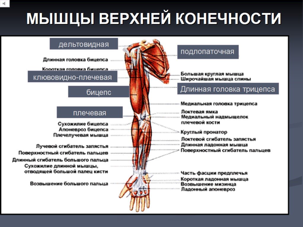 Перечислите мышцы. Мышцы верхней конечности анатомия строение. Основные мышцы конечностей и их функции. Мышцы свободной верхней конечности анатомия таблица. Мышцы сгибатели верхней конечности.