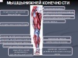 Особенности строения мышц в связи с их функциями Слайд: 10