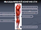 Особенности строения мышц в связи с их функциями Слайд: 11