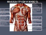 Особенности строения мышц в связи с их функциями Слайд: 7