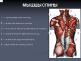 Особенности строения мышц в связи с их функциями Слайд: 8