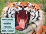 огромный могучий тигр, даже в клетке зоопарка производящий внушительное впечатление, а в естественных условиях поражающий мощью, легкостью и ловкостью движений.